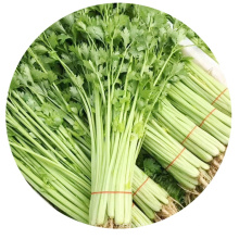 Wholesale 4-Season Chinese Vegetable Hybrid Small Celery Seeds
